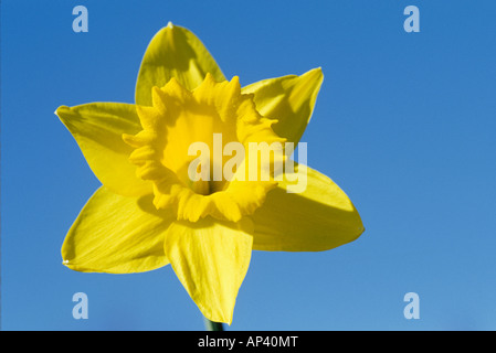 Tromba daffodil contro sky Narciso Foto Stock