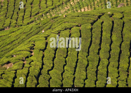 Righe di tè cespugli getta un ombra per formare un pattern in Cameron Highlands. Foto Stock