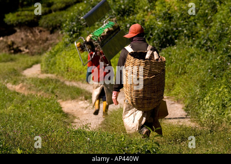 Lavoratori portano ceste sul loro dorso in una piantagione di tè in Cameron Highlands, vicino alla città di Tanah rata. Foto Stock