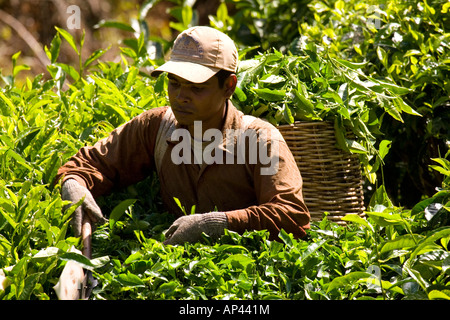 Un lavoratore svolge le foglie di tè ha strappato in un cestello sulla sua schiena e raccoglie più tè. Foto Stock