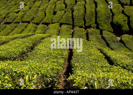 Righe di tè boccole, con fresche foglie verdi, su un estate in Malaysia. Le foglie più giovani hanno il miglior sapore. Foto Stock