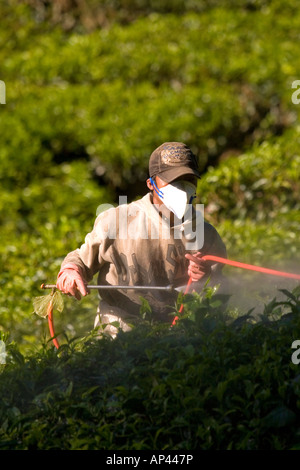 Un lavoratore in una piantagione di tè in Malesia spruzza il tè cespugli. Foto Stock