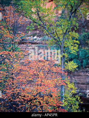 Acero e pioppi neri americani Autunno a colori in segreto canyon di segreto mountain wilderness a Sedona, in Arizona Foto Stock