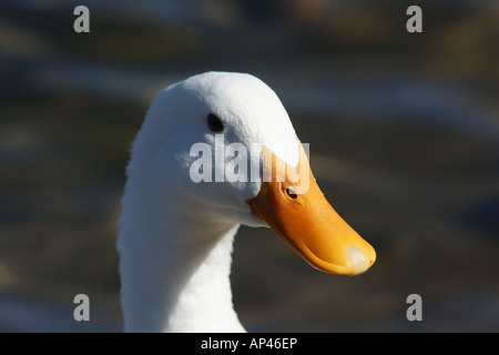 Close up ritratto di una selvaggia Pekin Duck Foto Stock