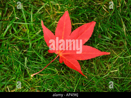 Un unico red maple leaf dalla struttura ad albero di acer sull'erba Foto Stock