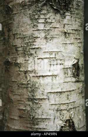 Argento betulla corteccia close up dettaglio Foto Stock