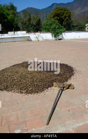 America centrale, Guatemala Antigua. Locali di piantagione di caffè e museo aka Museo del Cafe. I chicchi di caffè essiccazione in sun. Foto Stock