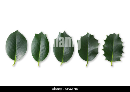 Diversi Inglese Holly foglie (Ilex aquifolium), lo stesso albero. Différentes feuilles de Houx commun questioni d'onu même arbre Foto Stock