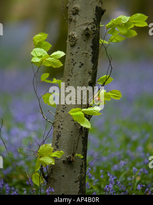 Giovani foglie di faggio verde brillante che crescono sul tronco di un albero circondato da bluebells fuori fuoco Foto Stock