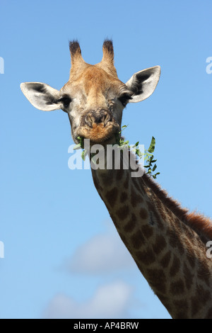 La giraffa, giraffa camelopardalis, adulto mangiano foglie di acacia Foto Stock