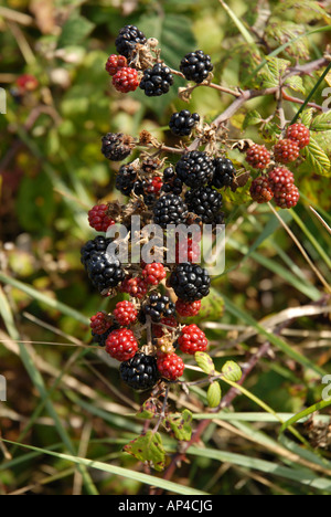 Wild blackberry brambles cresce su Braunton Burrows North Devon Foto Stock