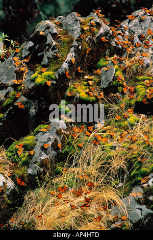 Messico, vicino a Angangueo, Monarch Santuario, Sierra Chincua, monarchi Foto Stock