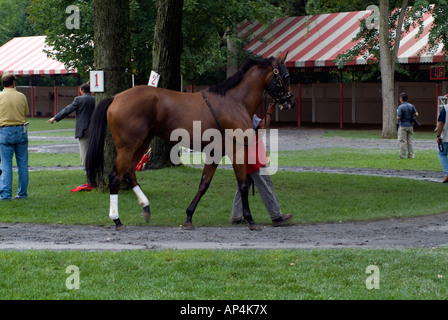 Per purosangue cavallo il raffreddamento a piedi a Saratoga Foto Stock