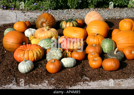 Gruppo di zucca sul terreno Foto Stock