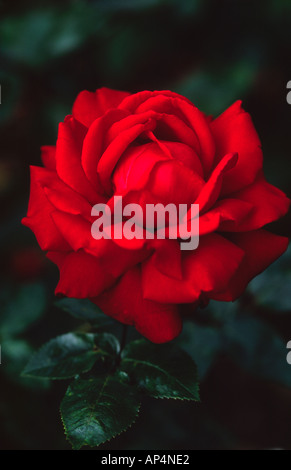 Red Rose Ingrid Bergman tè ibrido Foto Stock