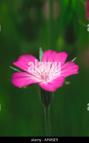 Corncockle Agrostemma githago una volta comune in Cornfields come suggerisce il nome Foto Stock