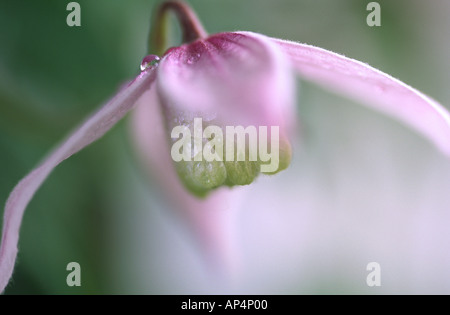 La clematide alpina Willy close-up Foto Stock