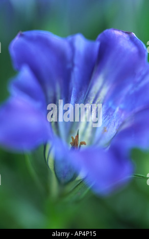 Vlose di Gentiana sino ornata Foto Stock