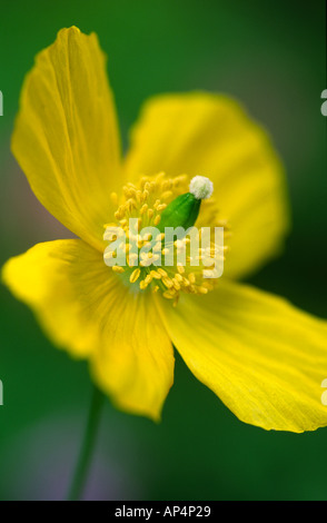 Meconopsis cambrica Welsh Poppy Foto Stock