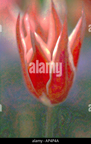 Tulip creata digitalmente arte immagine con tratteggio effetto Foto Stock