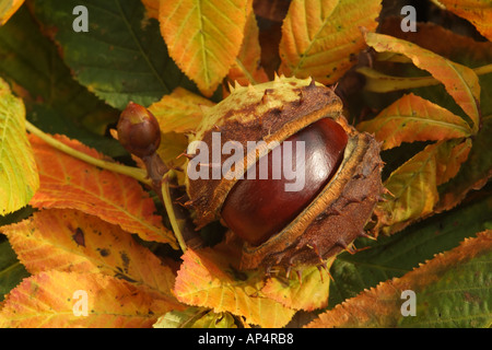 Conkers nella sansa spiked Aesculus Hippocastanum Ippocastano tree England Regno Unito Foto Stock