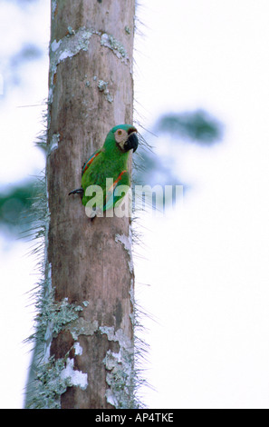 America centrale, Panama, Parco Nazionale del Darién, Cana. Castagne e fronteggiata macaw in cavità nido. WILD: (Ara severa) Foto Stock