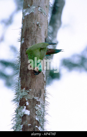 America centrale, Panama, Parco Nazionale del Darién, Cana. Castagne e fronteggiata macaw in cavità nido. WILD: (Ara severa) Foto Stock