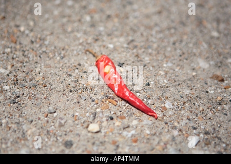 HOT chili pepper giacente a terra Foto Stock