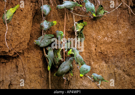 Sud America, Perù, fiume Napo. Farinoso Parrot (Amazona farinosa) Foto Stock