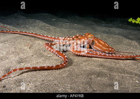 Gli ornati o notte octopus, polpo ornatus, si trova solo di notte dove la barriera corallina termina e inizia la sabbia, Hawaii. Foto Stock