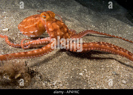 Questo ornato o notte octopus, polpo ornatus sta alimentando su un gambero è azienda sotto è tentacoli, Hawaii. Foto Stock