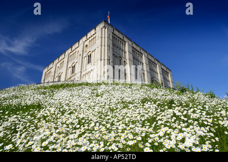 Il castello di Norwich Norfolk REGNO UNITO CON Margherite Oxeye in giugno Foto Stock