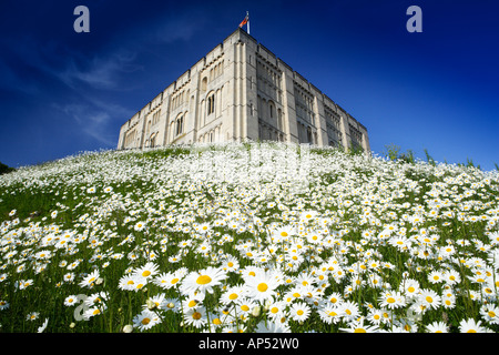 Il castello di Norwich Norfolk REGNO UNITO CON Margherite Oxeye in giugno Foto Stock