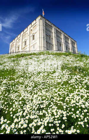 Il castello di Norwich Norfolk REGNO UNITO CON Margherite Oxeye in giugno Foto Stock