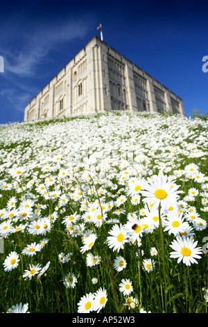 Il castello di Norwich Norfolk REGNO UNITO CON Margherite Oxeye in giugno Foto Stock