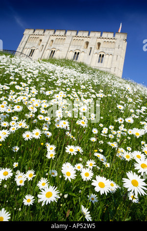 Il castello di Norwich Norfolk REGNO UNITO CON Margherite Oxeye in giugno Foto Stock