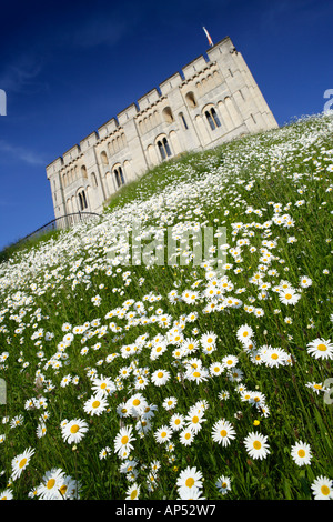 Il castello di Norwich Norfolk REGNO UNITO CON Margherite Oxeye in giugno Foto Stock