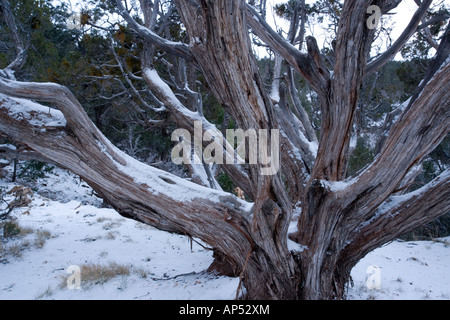 Antica Utah ginepro (Juniperus osteosperma) in inverno, nel Parco Nazionale del Grand Canyon, Arizona, Stati Uniti d'America Foto Stock