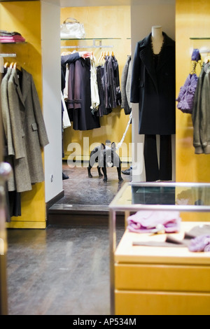 Bulldog francese in un negozio di moda. Foto Stock