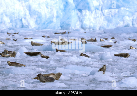 Nord America, STATI UNITI D'AMERICA, Alaska Prince William Sound, ghiacciaio Chenega. Un gruppo di guarnizioni di porto (Phoca vitulina) su ghiaccio Foto Stock