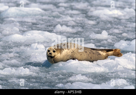 Nord America, STATI UNITI D'AMERICA, Alaska Prince William Sound, ghiacciaio Chenega. Una guarnizione del porto (Phoca vitulina) su ghiaccio Foto Stock