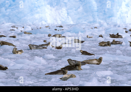 Nord America, STATI UNITI D'AMERICA, Alaska Prince William Sound, ghiacciaio Chenega. Un gruppo di guarnizioni di porto (Phoca vitulina) su ghiaccio Foto Stock