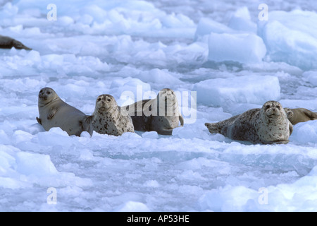 Nord America, STATI UNITI D'AMERICA, Alaska Prince William Sound, ghiacciaio Chenega. Un gruppo di guarnizioni di porto (Phoca vitulina) su ghiaccio Foto Stock