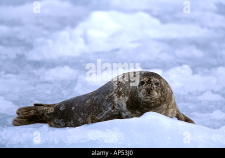 Nord America, STATI UNITI D'AMERICA, Alaska Prince William Sound, ghiacciaio Chenega. Guarnizione di tenuta del porto (Phoca vitulina) su ghiaccio Foto Stock