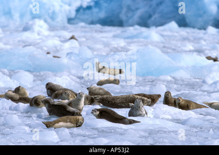 Nord America, STATI UNITI D'AMERICA, Alaska Prince William Sound, ghiacciaio Chenega. Un gruppo di guarnizioni di porto (Phoca vitulina) su ghiaccio Foto Stock