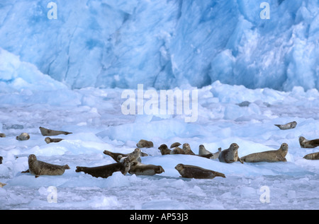 Nord America, STATI UNITI D'AMERICA, Alaska Prince William Sound, ghiacciaio Chenega. Un gruppo di guarnizioni di porto (Phoca vitulina) su ghiaccio Foto Stock