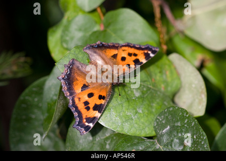 Giallo-gambe Tartaruga Nymphalis xanthomelas farfalla sulla foglia Foto Stock