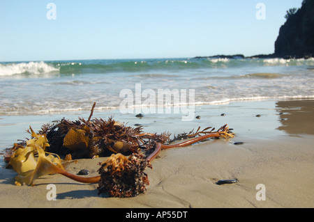 Le alghe sulla spiaggia vicino a Capo Reigna Foto Stock