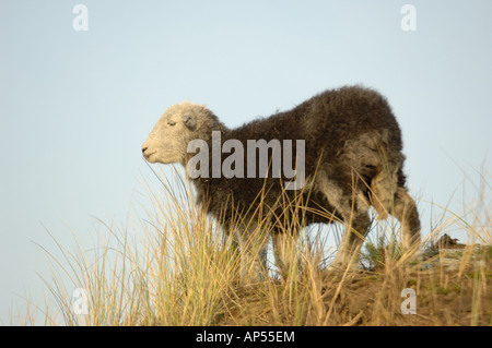 Herdwick pecora ad Ainsdale dune di sabbia Riserva Naturale Nazionale Lancashire Foto Stock