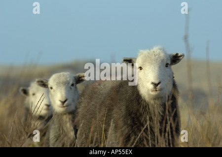 Herdwick pecora ad Ainsdale dune di sabbia Riserva Naturale Nazionale Lancashire Foto Stock